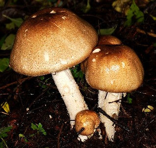 An Edible Mushroom